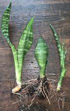 Different kinds sansevieria for sale  Thornville