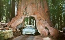 Giant sequoia sequoiadendron usato  Italia