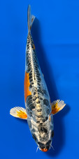 Beni kikokuryu for sale  Blountstown