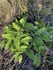 Comfrey plants medium for sale  ISLE OF LEWIS