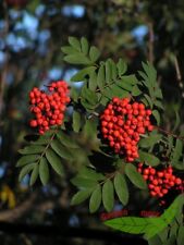 Vogelbeerbaum eberesche zauber gebraucht kaufen  Kronburg