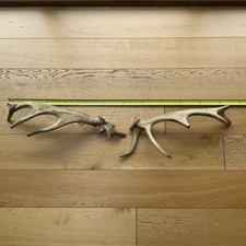 Red deer antler for sale  PONTYPRIDD