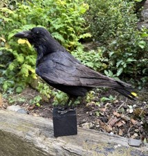 Taxidermy crow raven for sale  MELTON MOWBRAY