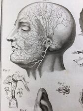 Anatomie cerveau 1779 d'occasion  Tuchan