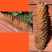 Sugar pine cone for sale  Granite Bay