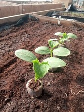 Cucumber plants marketmore for sale  MARTOCK