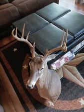 Professional whitetail shoulde for sale  Spring