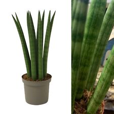 Sansevieria cylindrica straigh for sale  GLASGOW