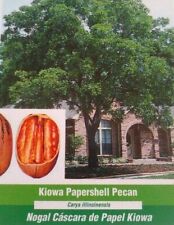 Kiowa papershell pecan for sale  Ben Wheeler