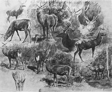 Etude cerfs gravure d'occasion  Le Mêle-sur-Sarthe