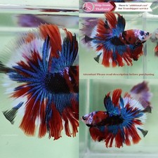 LIVE FISH BETTA (Vendedor en Tailandia) - Azul Rojo Blanco Koi Media Luna Macho segunda mano  Embacar hacia Mexico