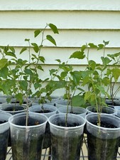Two white mulberry for sale  Hamden