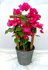Pink live plant for sale  Perry