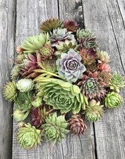 Sempervivum hauswurz kindel gebraucht kaufen  Bad Griesbach i.Rottal