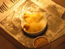 Call duck eggs for sale  Dalton