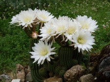 Echnopsis cactus blanc d'occasion  Paris VII