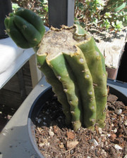 Columnar monstrose cactus for sale  Glendora