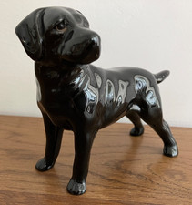 Black labrador retriever for sale  HASTINGS