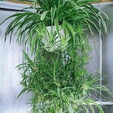 2pcs reverse variegated for sale  Staten Island