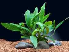 Anubias minima large for sale  STEVENAGE