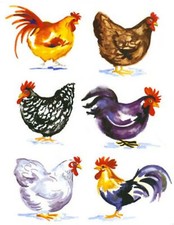 Barnyard rooster fowl for sale  Post Falls