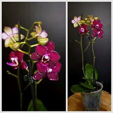 Mini phalaenopsis burgundy for sale  NOTTINGHAM