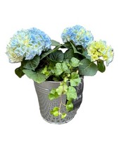Niebieska hortensja w ocynkowanej doniczce 14 cm wysokość 35 cm na sprzedaż  PL