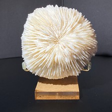 209g natural white d'occasion  Expédié en Belgium