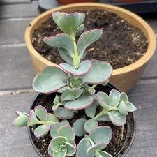 Hardy sieboldi dragon for sale  LINCOLN
