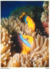 Animaux poissons tahiti d'occasion  Fruges