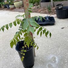 Curry leaf plant for sale  Daphne