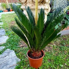 Cycas revoluta 50cm d'occasion  Nice-