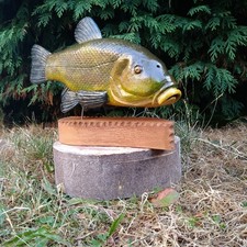 Tench fish fishing for sale  PONTEFRACT