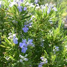 Miss jessops rosemary for sale  GLASGOW