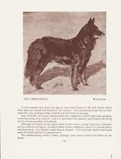 Belgian shepherd gronendael for sale  COLEFORD