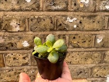 Crassula ovata minima for sale  LONDON