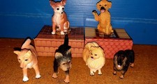 pinscher pedigree usato  San Lazzaro di Savena