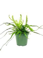 Dragon tail fern for sale  USA