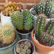 Cactus seeds crown for sale  RUGBY