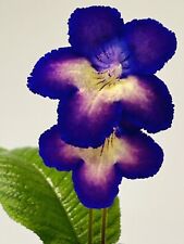 Streptocarpus plant. dem for sale  Summerville