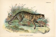 Stampa antica 1896 usato  Pescara