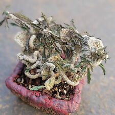 Euphorbia decaryi cristata for sale  Valley Village