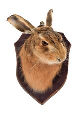 Taxidermy adult hare for sale  MORPETH