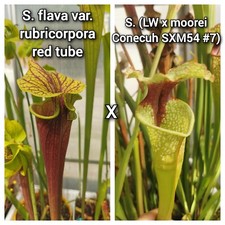 Semi sarracenia flava usato  Lanciano