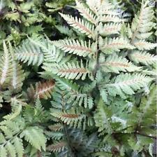 Hardy fern athyrium for sale  UK