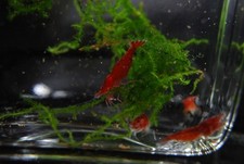 Neocaridina shrimp choice for sale  Manassas
