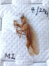 Sandy brown little for sale  SLEAFORD