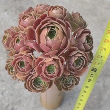 Door pick aeonium for sale  Fremont