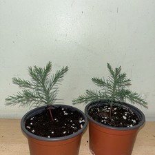 Giant sequoia redwood for sale  GRAYS