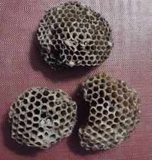 Paper wasp hornet for sale  Antwerp